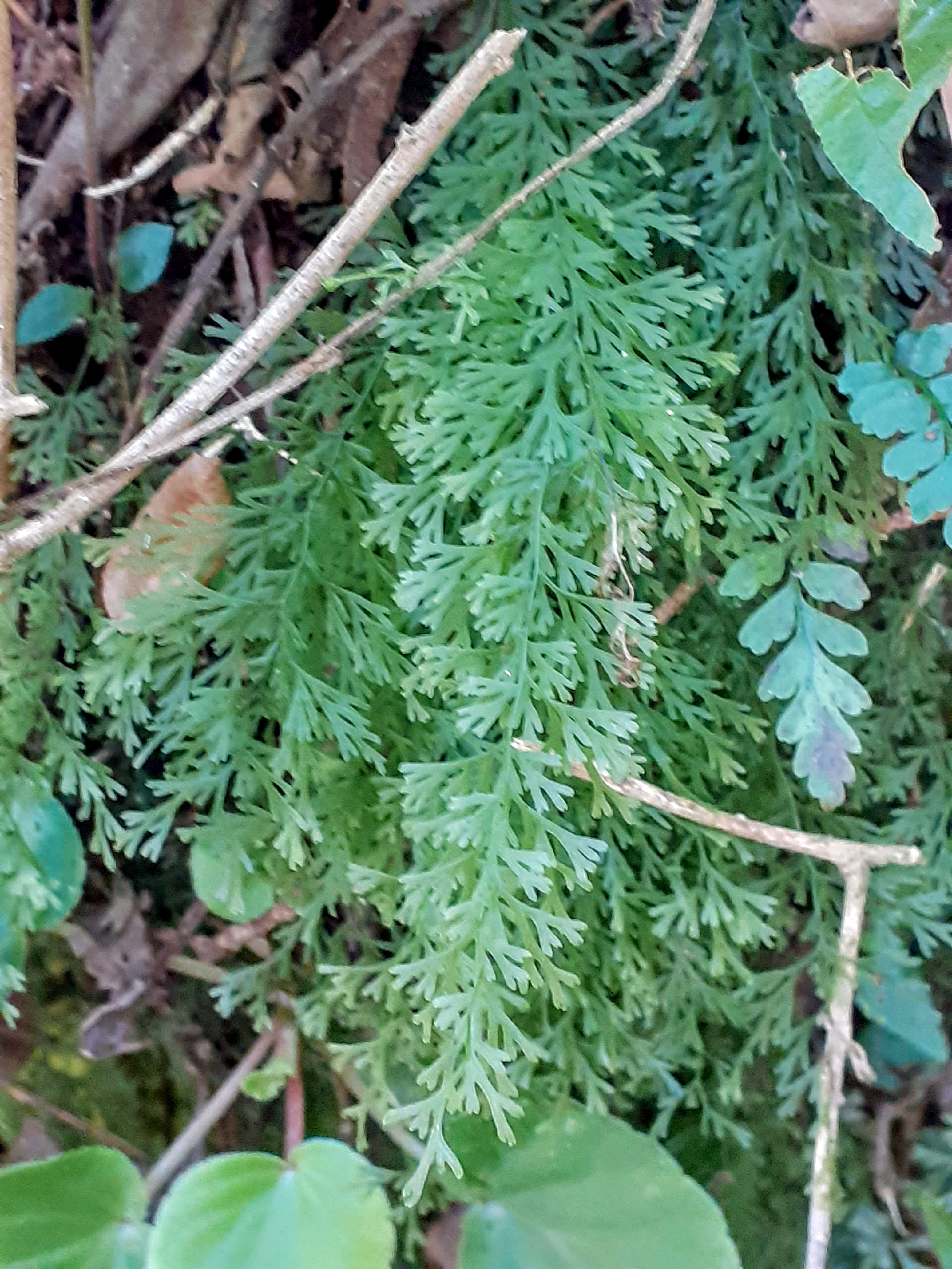 Polyphlebium Copel Ferns And Lycophytes Of The World