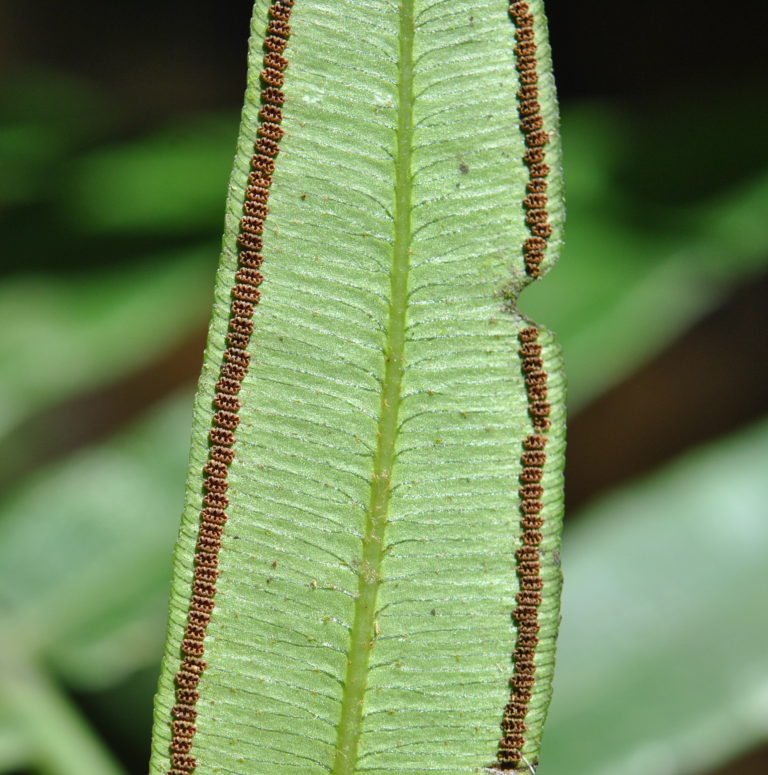 Angiopteris Evecta Ferns And Lycophytes Of The World