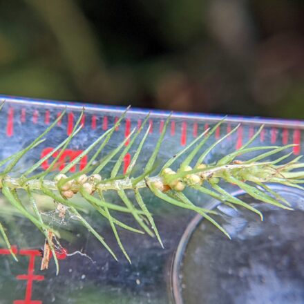 Phlegmariurus Linifolius Var Tenuifolius Ferns And Lycophytes Of The