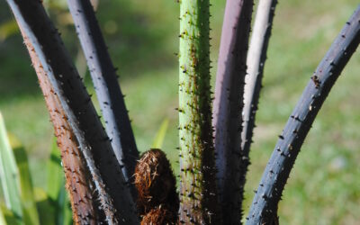 Sphaeropteris glauca