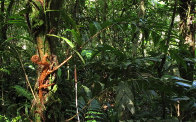 Lomariopsis marginata