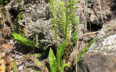 Austroblechnum penna-marina