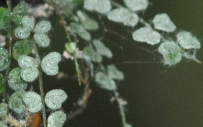 Asplenium projectum