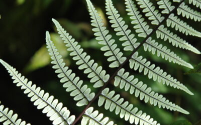 Pityrogramma ebenea