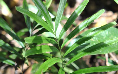 Taenitis blechnoides