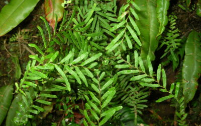 Sticherus retroflexus