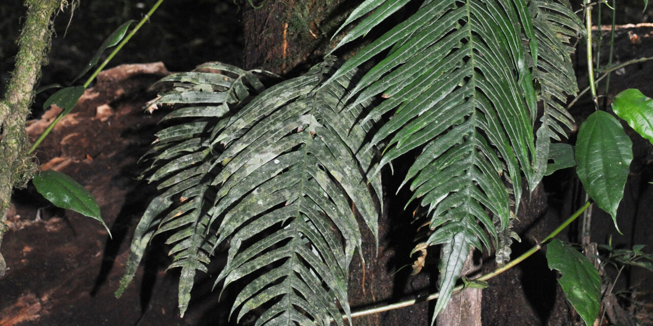 Lomaridium ensiforme