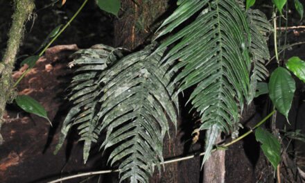 Lomaridium ensiforme