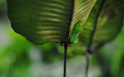 Diplazium cordifolium