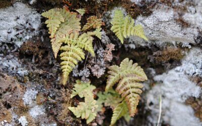 Dryopteris cf nubigena