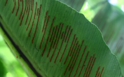 Asplenium serratum