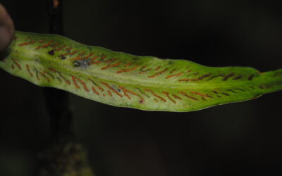 Scoliosorus ensiformis