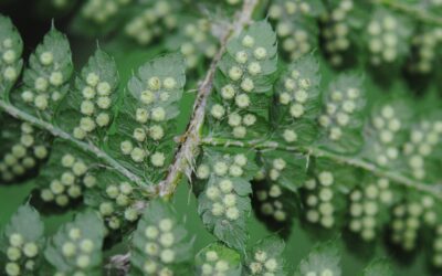 Polystichum braunii