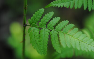 Dryopteris × triploidea