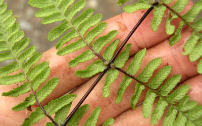 Amauropelta sunduei