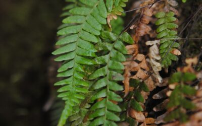 Ceradenia margaritata