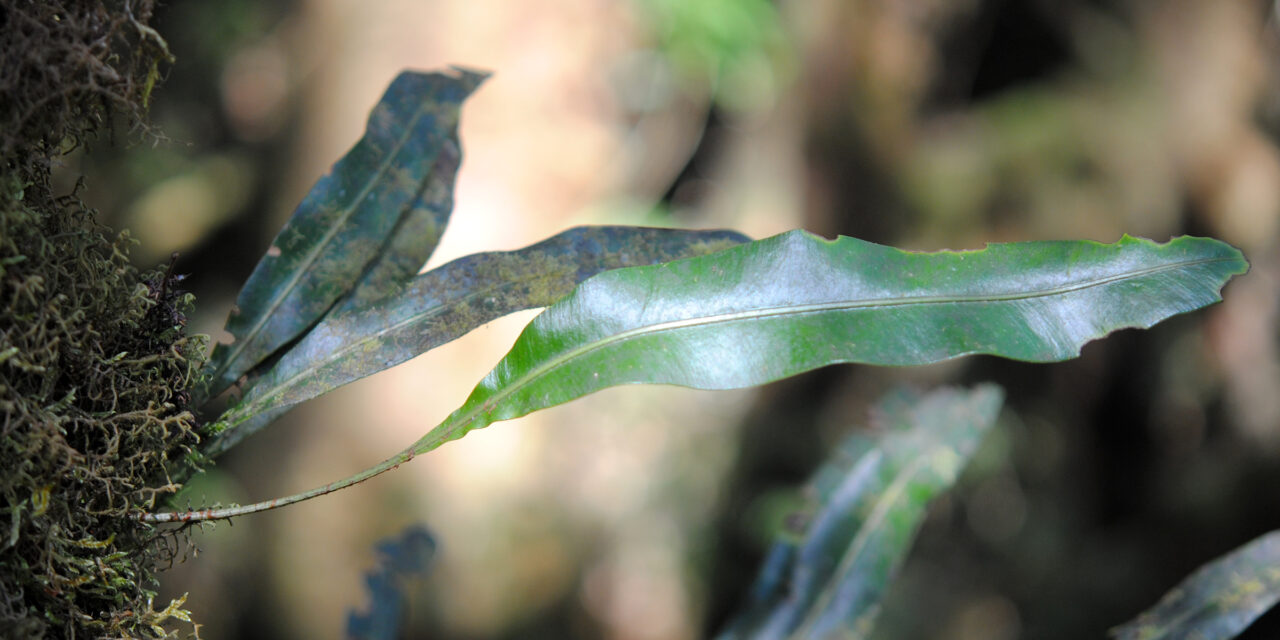 Elaphoglossum sartorii