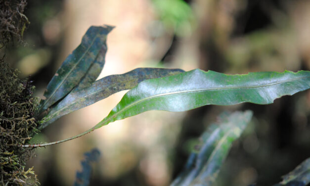 Elaphoglossum sartorii