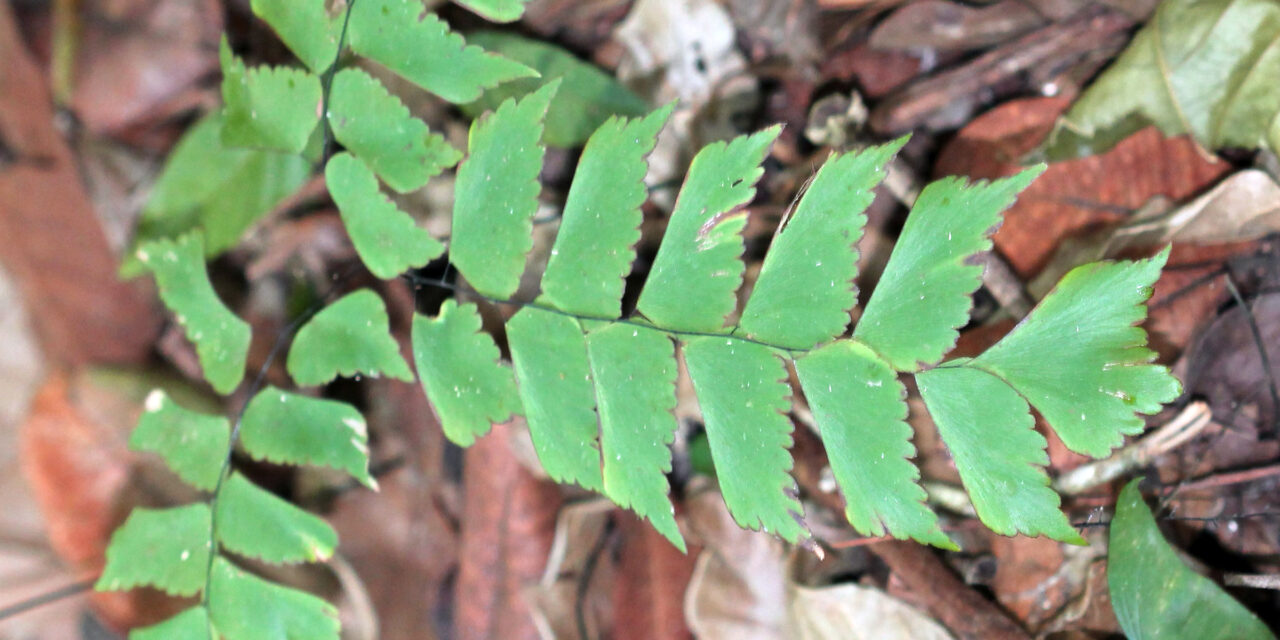 Adiantum trapeziforme