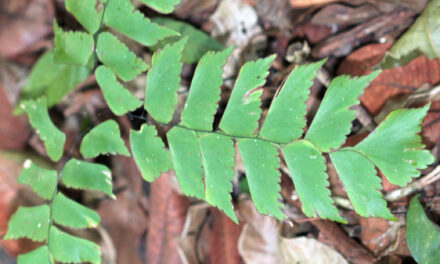 Adiantum trapeziforme