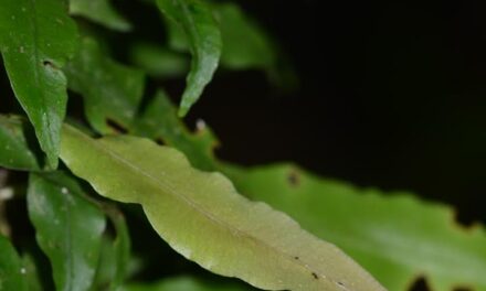 Id help