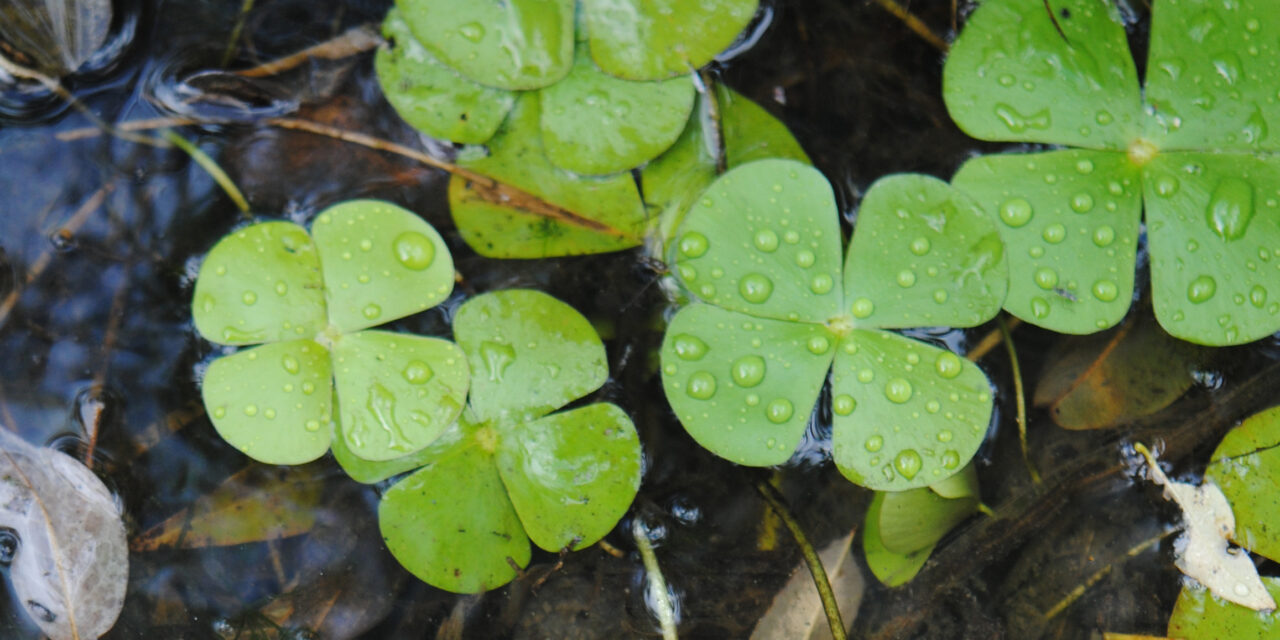 Marsilea polycarpa