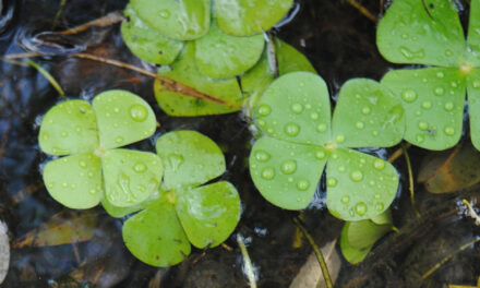 Marsilea polycarpa