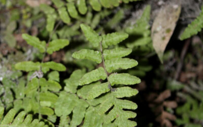 Goniopteris reptans