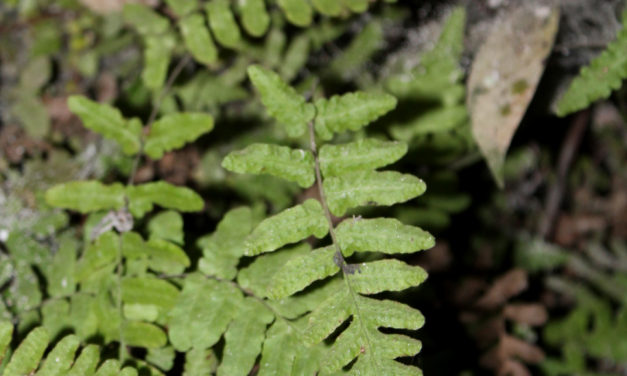 Guatemala Ferns And Lycophytes Of The World
