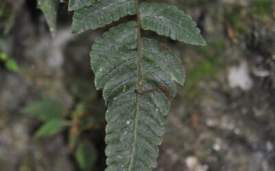 Goniopteris aff. curta