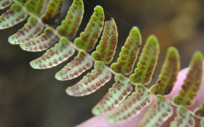 Amauropelta longicaulis