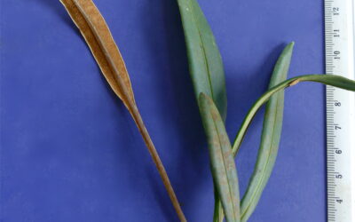 Elaphoglossum cf. glabellum