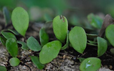 Pyrrosia rupestris