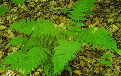 Dryopteris intermedia