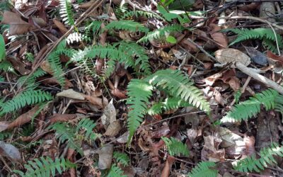 Blechnum polypodioides