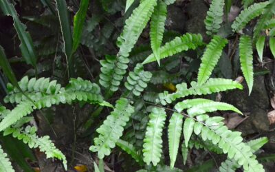 Diplazium sp.
