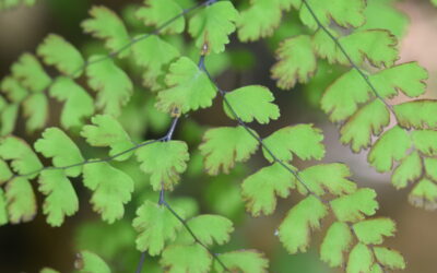 Adiantum concinnum