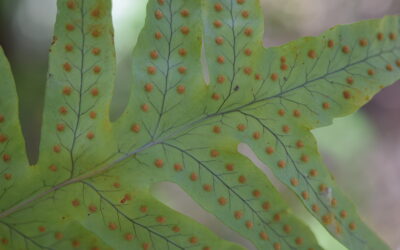 Polypodium arcanum var. bakeri
