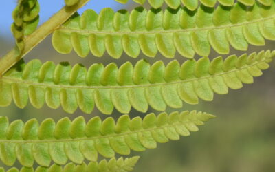 Osmundastrum cinnamomeum