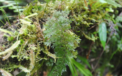 Hymenophyllum reinwardtii