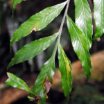 Asplenium atrovirens