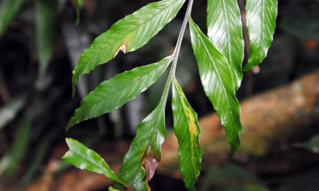 Asplenium atrovirens