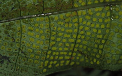 Drynaria heraclea