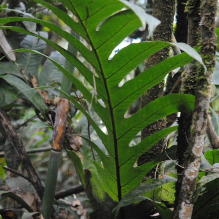 Aglaomorpha heraclea | Ferns and Lycophytes of the World