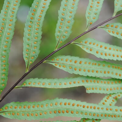 Drynaria rigidula