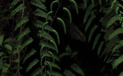Cyathea latevagans