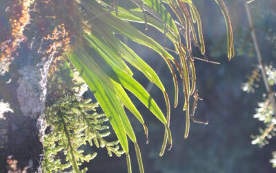 Lepisorus spicatus