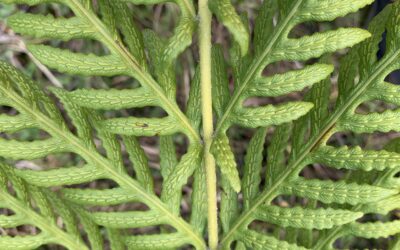 Woodwardia fimbriata