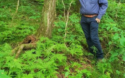 Phegopteris excelsior Identification Guide