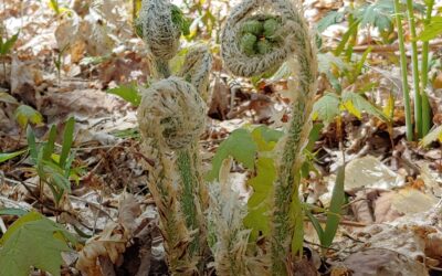 Dryopteris goldiana